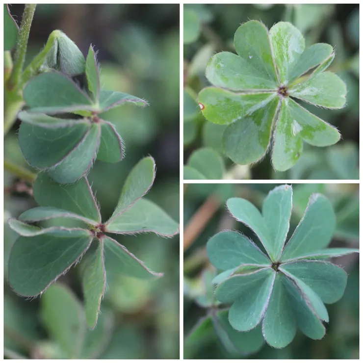 左為四葉幸運草,右上為五葉幸運草,右下為六葉幸運草