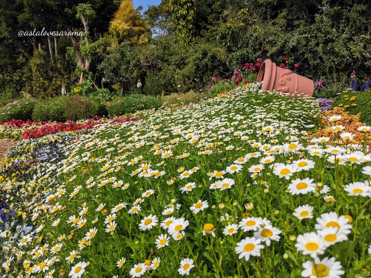 五彩繽紛的小花海