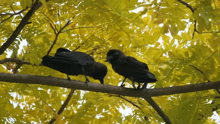 沒有陽光下像黑色