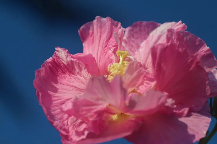 一談起芙蓉，很容易就喚起人們關於浪漫愛情的旖旎感受。從唐明皇與楊貴妃的浪漫愛情，到蜀主孟昶與花蕊夫人，都有豔麗的芙蓉花來作點綴。