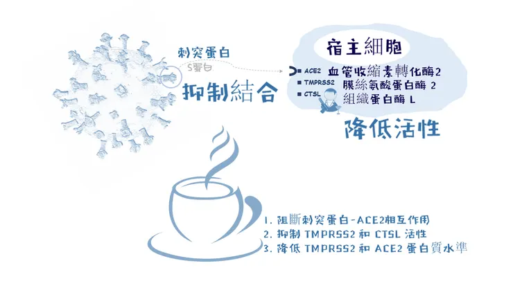 咖啡阻斷新冠進入宿主細胞的機制
