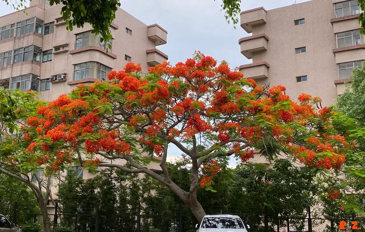 曾有如火焰滿樹燃燒般的美麗 ([陳傳義]拍攝)