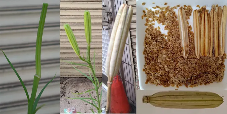 台灣百合的取種過程