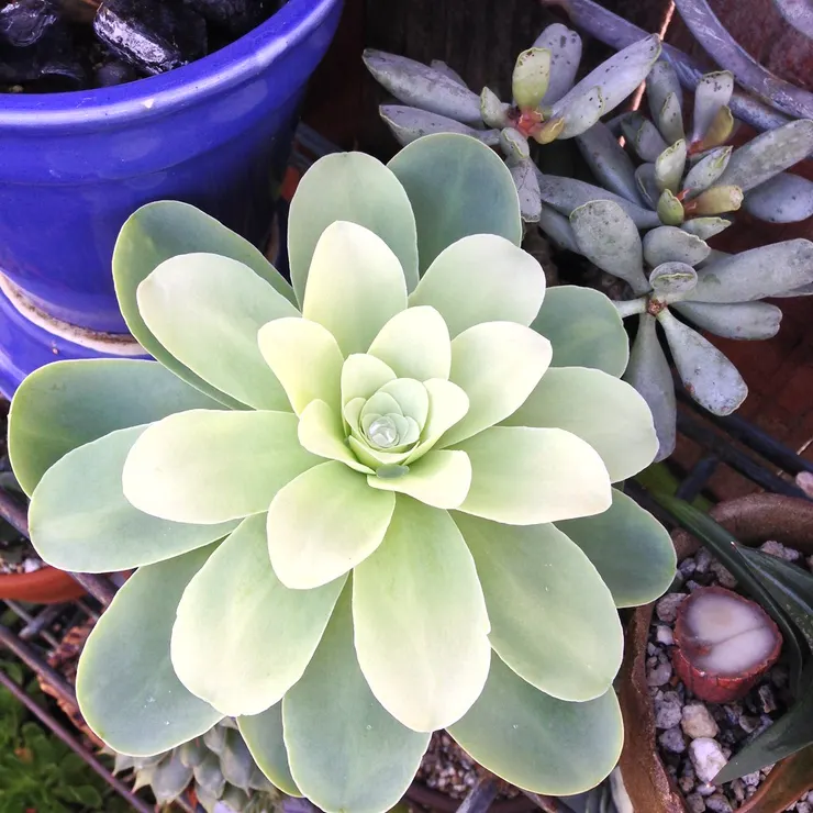 Aeonium diplocyclum