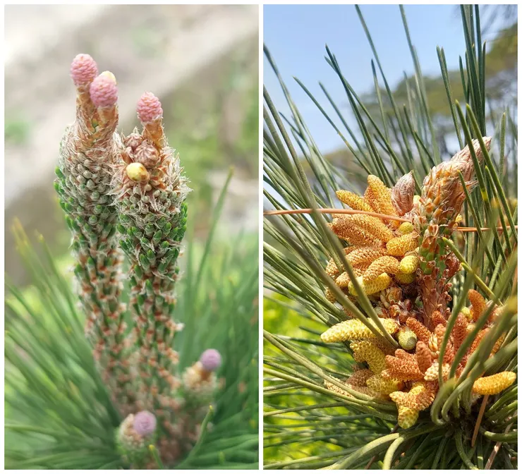 左邊為松樹雌毬花(未受粉前呈紫紅色)；右邊為松樹雄毬花