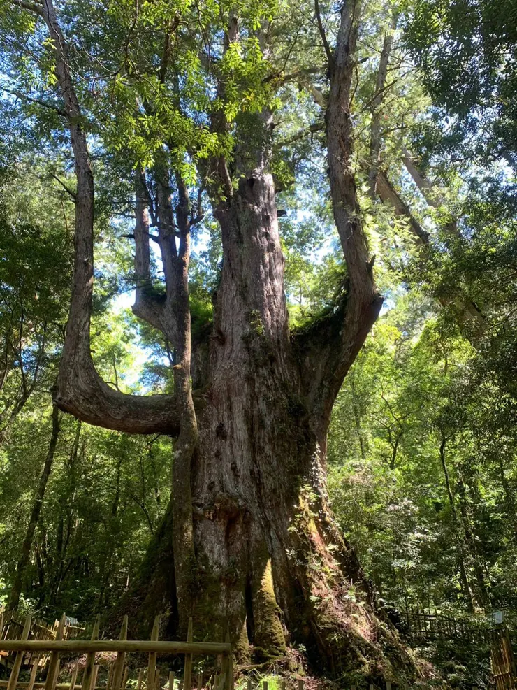 最大棵的巨木Yaya Qparung