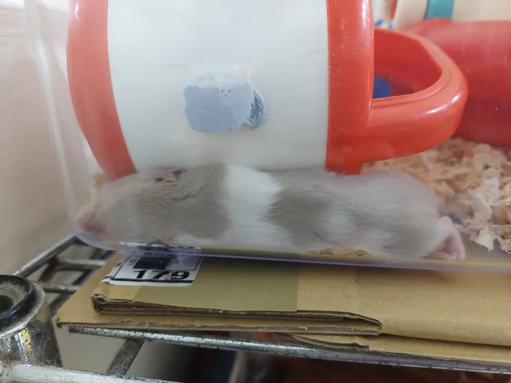 什麼細縫都能流進去的鼠