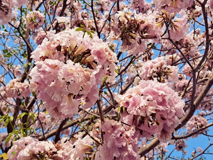 霉女拍攝於2024.04.11