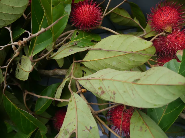 ▲樹上熟成紅毛丹。