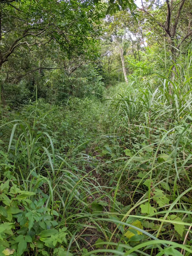 這確定有路！？