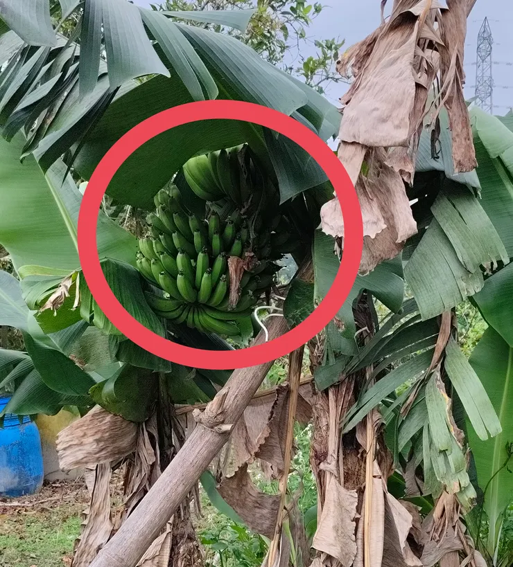 紅色圓圈處是未成熟的香蕉