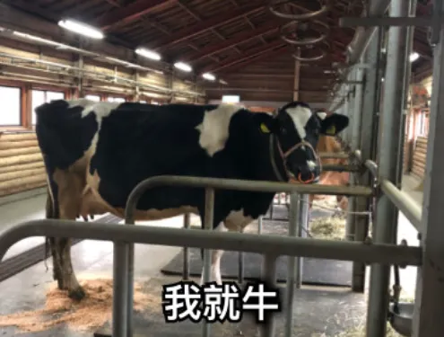 圖：Meme梗圖倉庫