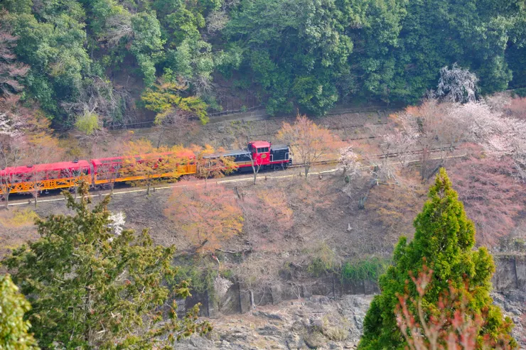 是俯瞰曾搭過的保津川岸來往嵯峨、龜岡間的觀光小火車比較新鮮。