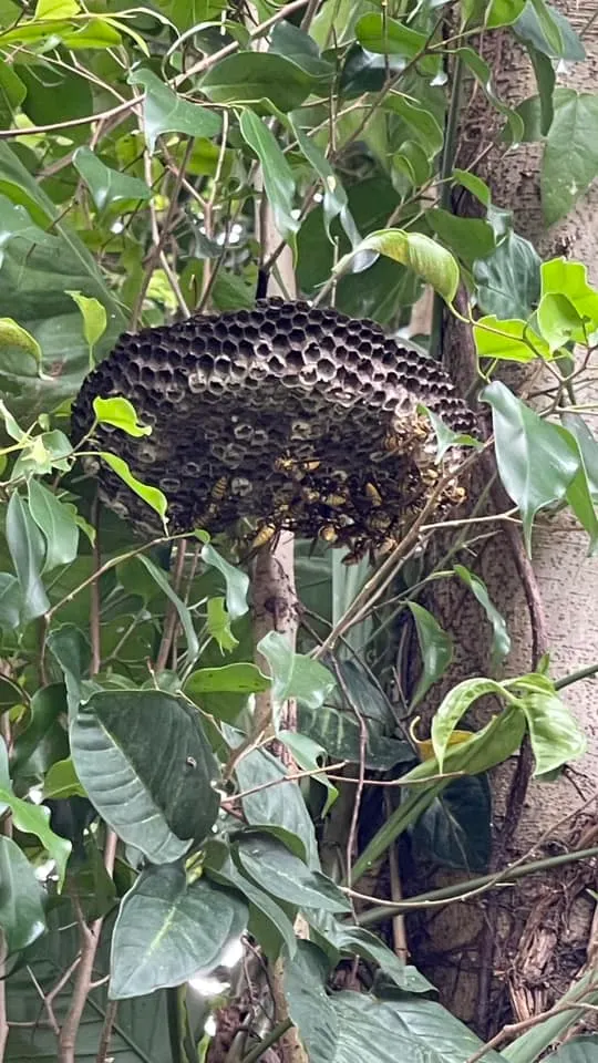 發現蜜蜂窩，這棵樹立刻列為取消工作樹木
