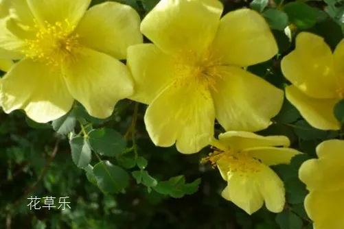 《群芳譜》是這樣解釋的:「本名荼蘼,一種色黃似酒,故加酉字」因此又名酴醾。(圖片引自連結)