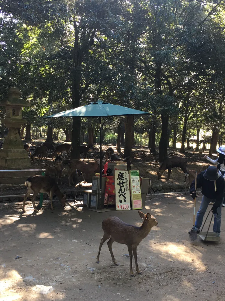 奈良鹿聚集在鹿仙貝攤販前，像在等待購買仙貝的遊客餵食。（作者拍攝）