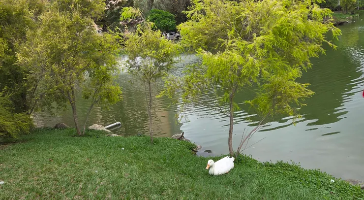 季節轉換，水禽先知