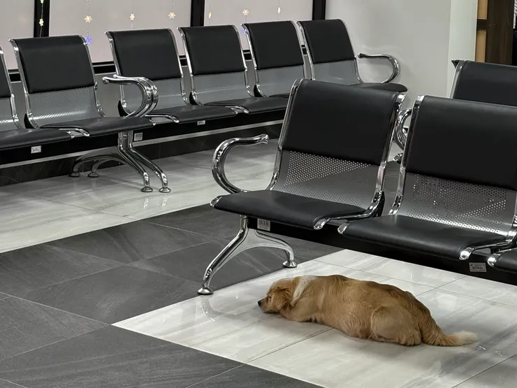 公車站內也狗狗友善