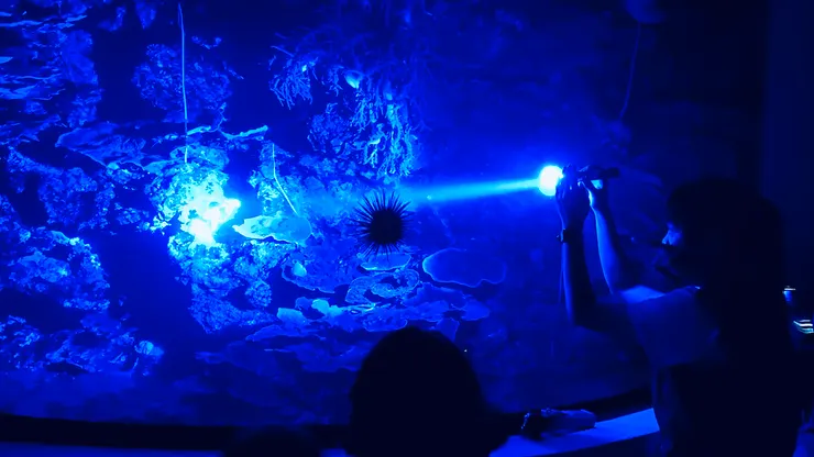 🐠《夜宿海生館》導覽人員。|圖:閒人