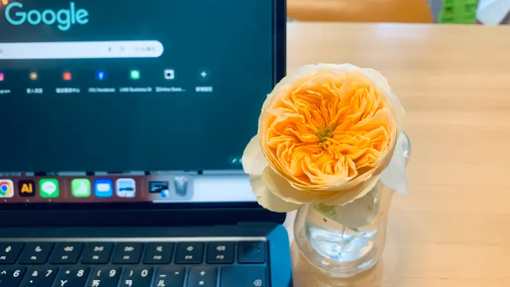 玫瑰品種：茱麗葉，花開優雅清香