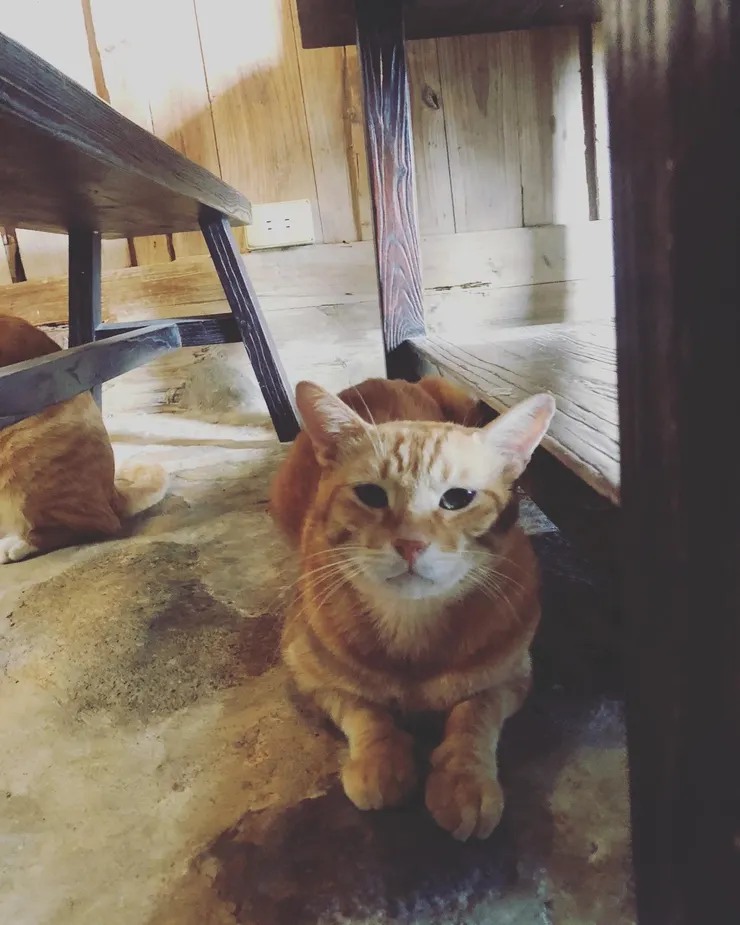 很多橘貓，但都不是大橘