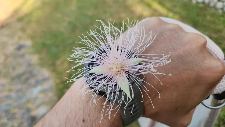 溜狗時撿拾的,花開花落,正如人生