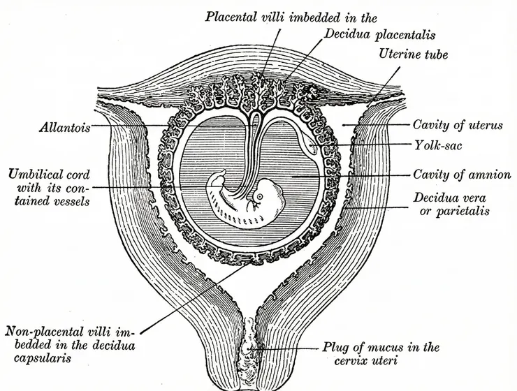 anatomy of decidua (wikipedia)