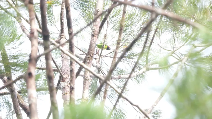 Black-eared Barbet 黑耳擬啄木鳥
