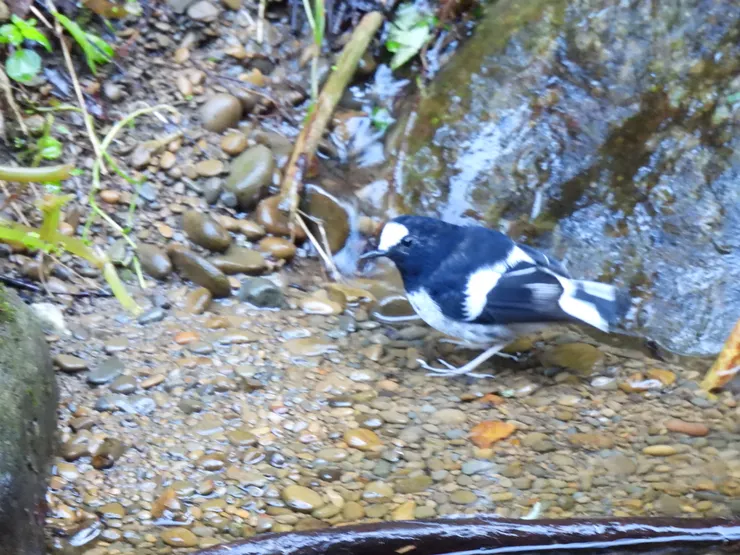 小剪尾|小蝦拍攝—少數拍起來不模糊,功力太差