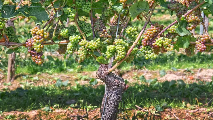 「到那日,你們就知道我在父裡面,你們在我裡面,我也在你們裡面。」(《約翰福音》14:20)