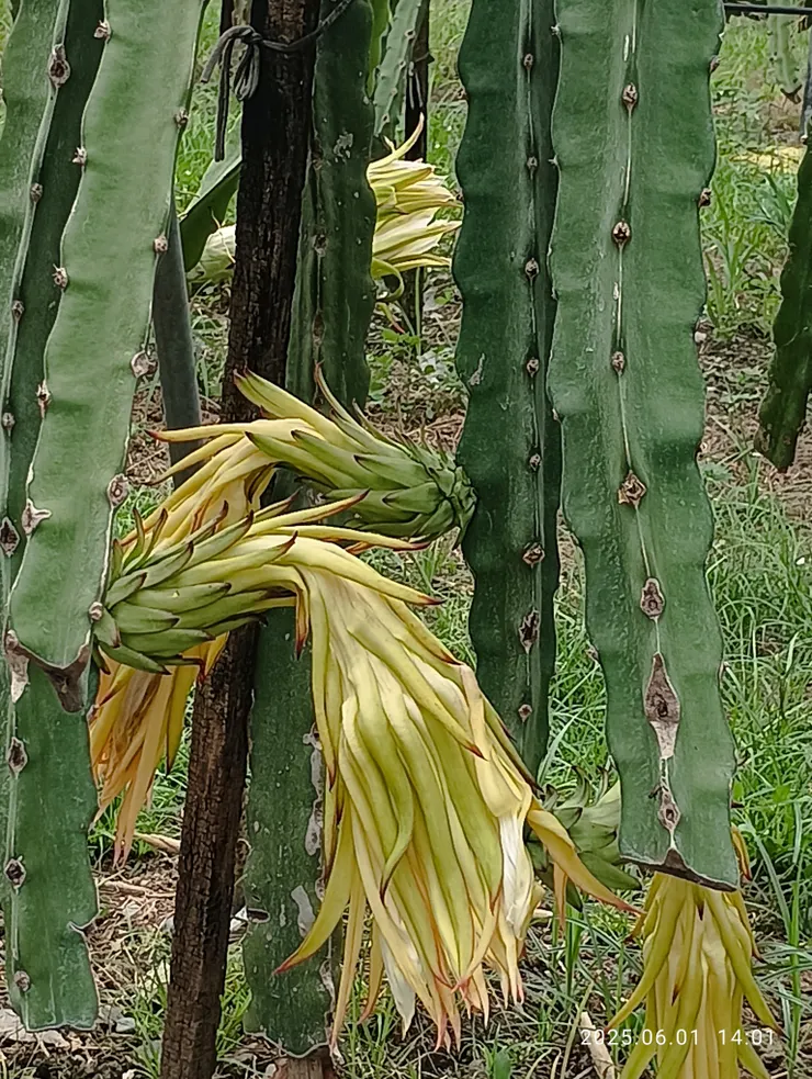 花開無法辨認是何品種