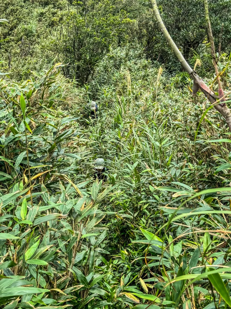 4年後的箭竹都長高了超過180了～ 最近聽到徐如林老師的訪談，她說山裡的路徑要多走踏保持暢通，尤其較冷門的山徑，多走才會有人氣並踏穩地基。很浪漫的入山理由！喜歡！