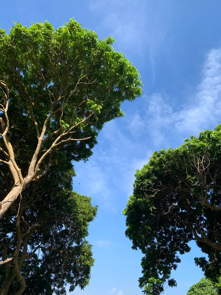 綠樹襯著藍天