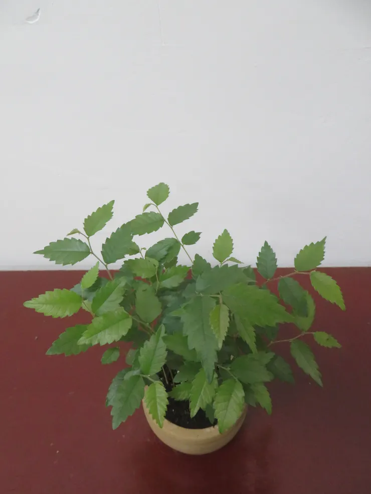 大安社大112.03.24