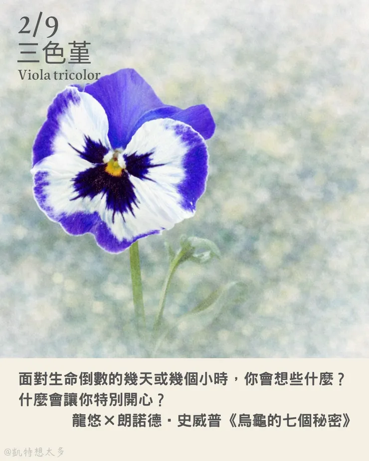 《一日一花・一句》｜2 月 9日｜三色堇×《烏龜的七個秘密》