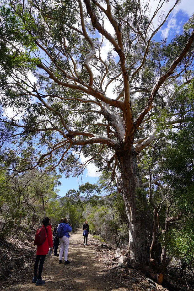 開花的鞍樹(由加利)