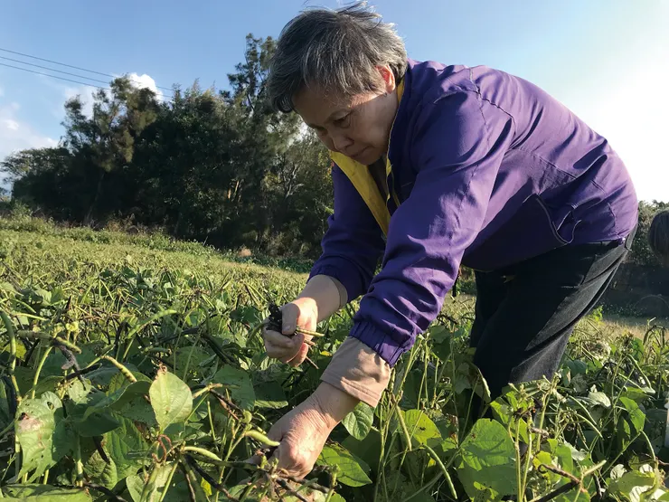 ▲感受到氣候變遷對農作的影響，洪箱也和家人開始栽種需水較少的雜糧綠豆。