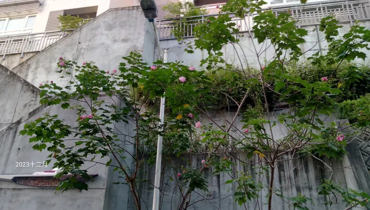 宿舍區的芙蓉花