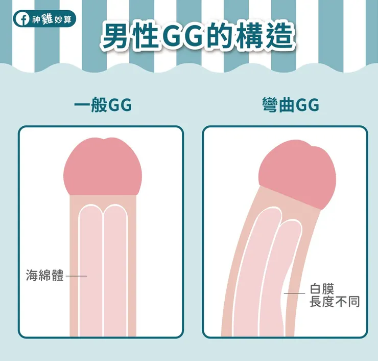 男生陰莖彎曲程度跟白膜有關