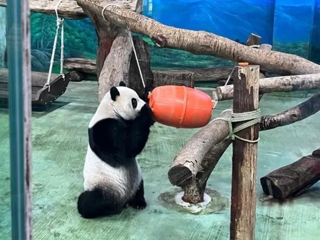 可愛的Panda,做什麼動作都超級萌!