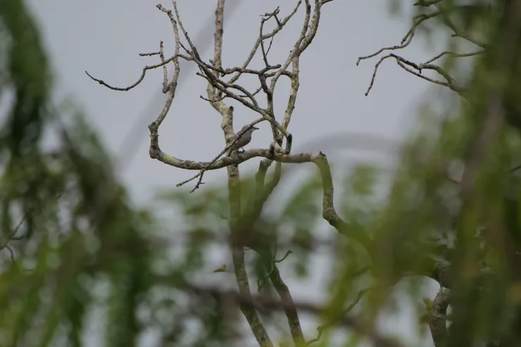 Sri Lanka Woodshrike斯里蘭卡獨有種