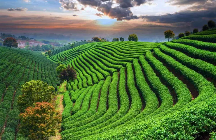 Tea Fields of Longjing ©zhu difeng/Shutterstock.com