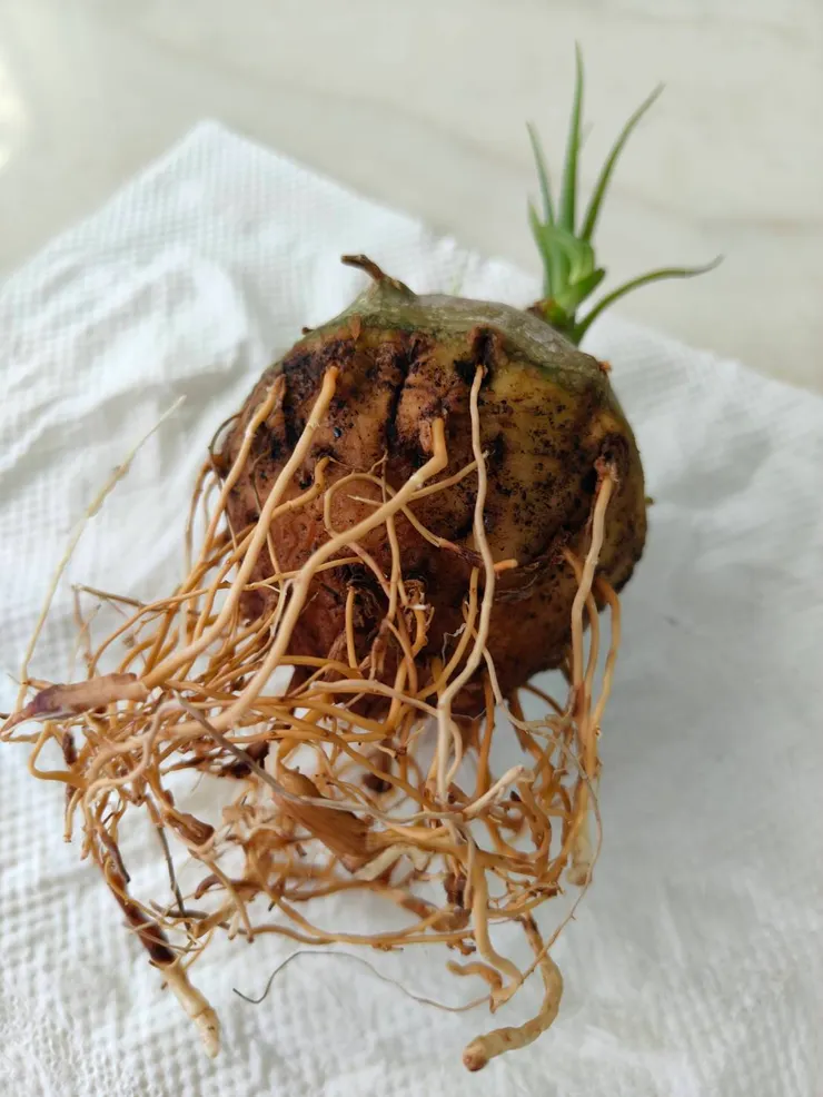 晾乾後重新修根，新土入盆