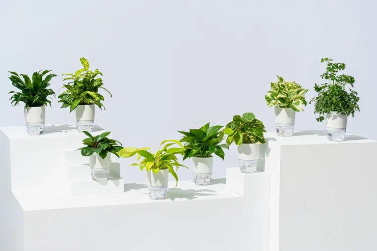 精選能輕鬆上手、易於照顧的水耕觀葉植物搭配儲水盆栽，邀請大自然的美好進入生活中