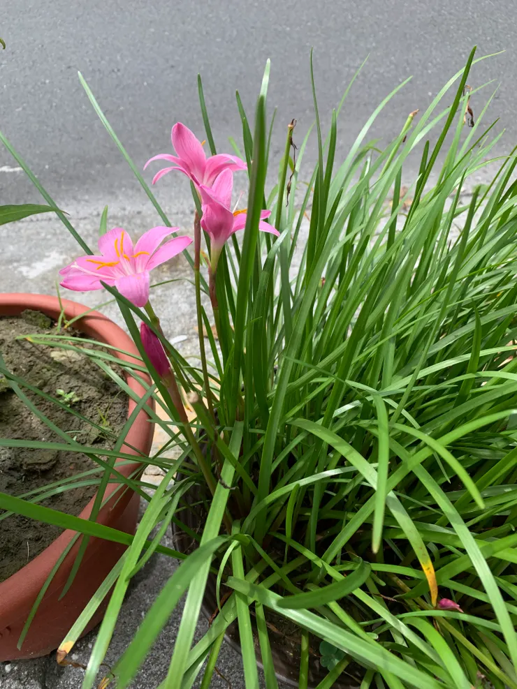 美麗的韭蘭(風雨花)