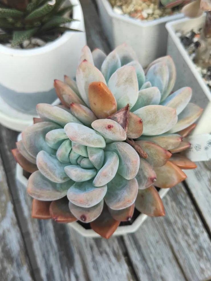 夢玉這個品種也是非常地好種，原則上我都是放天養的