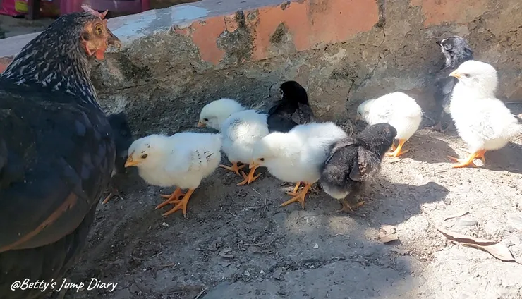 ▲味衛佳柿餅教育農園-放養的小雞一家/ 圖片來源：Betty's Jump Diary