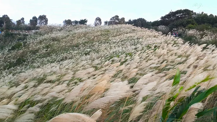美麗的菅芒花海  ([陳傳義]作品)