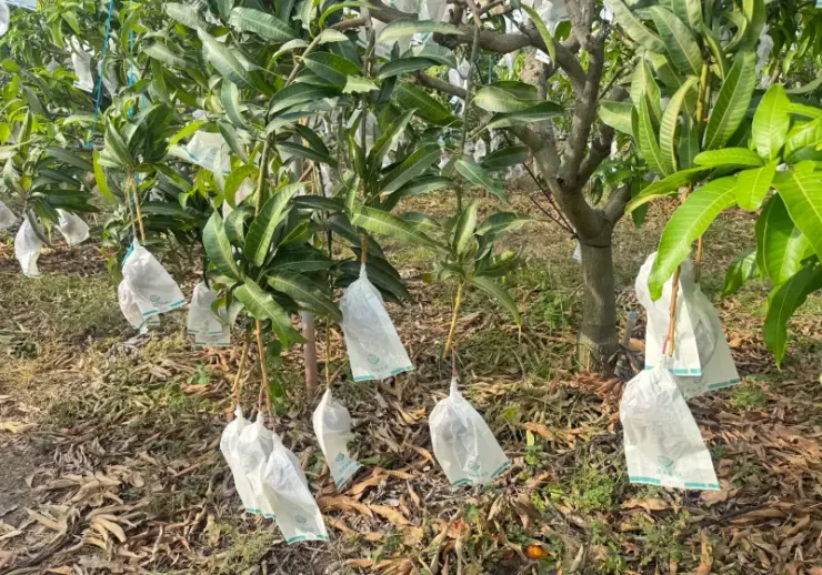 ▲今年愛文芒果產量豐收，預估價格將相較去年攔腰砍半。（圖／記者鍾怡婷攝）