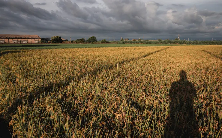 未採收的稻田